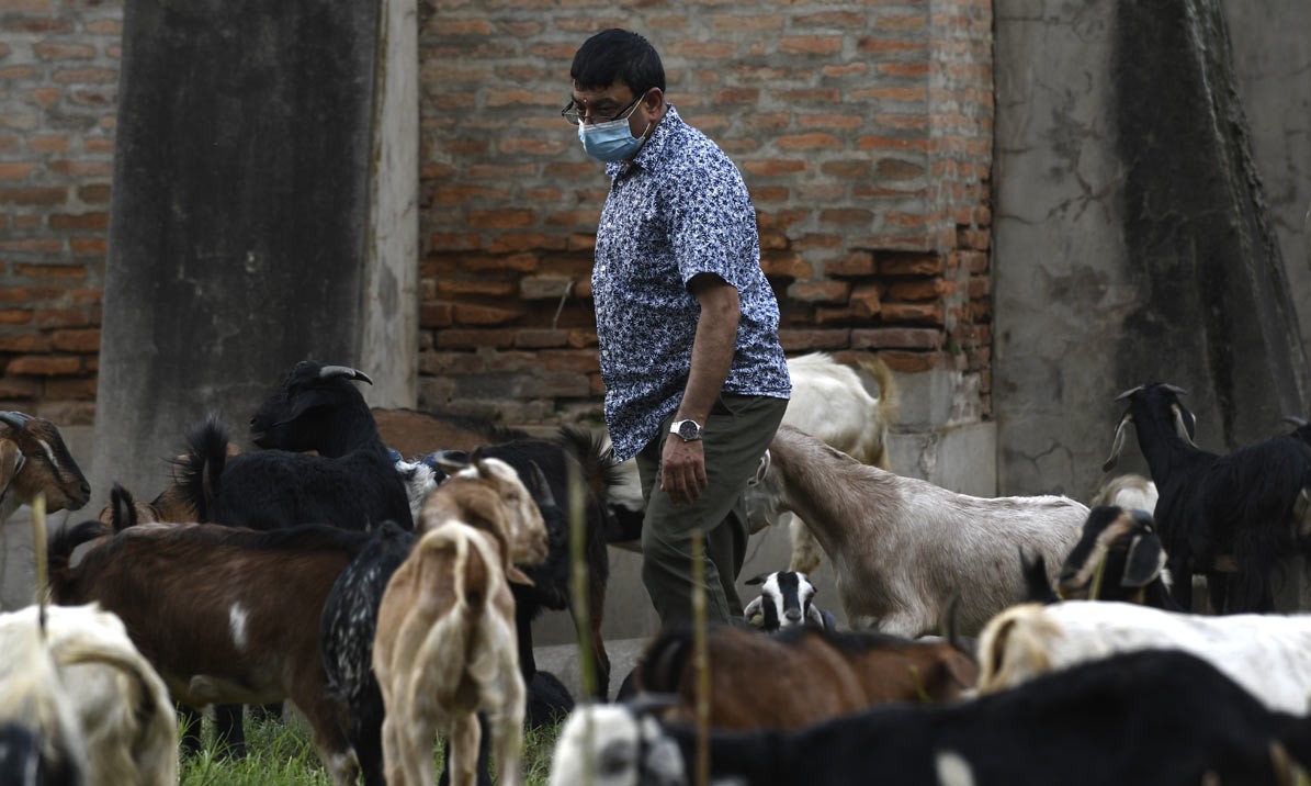 Animal sacrifice during Dashain Striking a balance between tradition